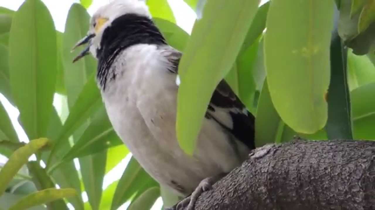 15 04 07黑領椋鳥叫聲 Youtube 15 04 07黑領椋鳥叫聲 Youtube