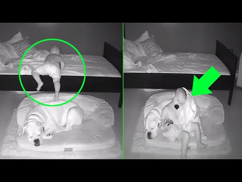 Camera captures little boy getting out of bed to sleep with his boxer dog....!!
