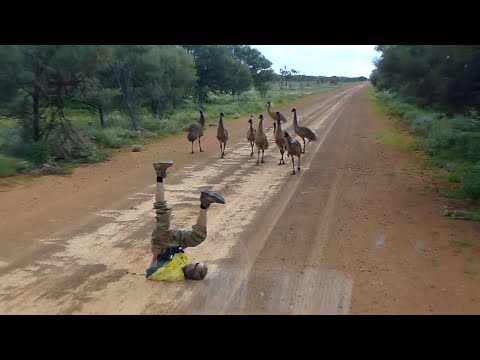 50 OUTRAGEOUS Wild Animal Moments From AUSTRALIA!