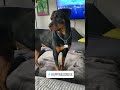Slumber Pawties | Shorts