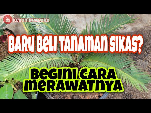 Video: Pemangkasan dan Perawatan Tanaman Sikat Botol: Cara Menumbuhkan Sikat Botol