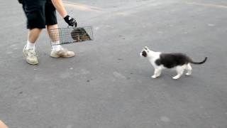 Mr Whiskers vs Squirrels  Cage Match