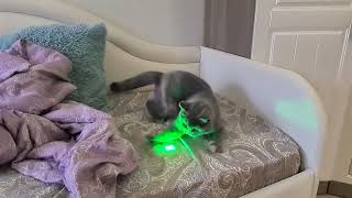 №176 Котенок Санта познакомилась с лазерной указкой (#британские #кошки #happy #cats)
