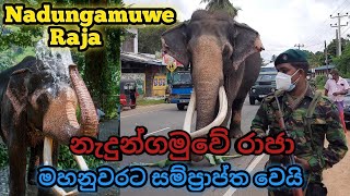 Nadungamuwa Raja || Nadungamuwe Raja || Raja elephant