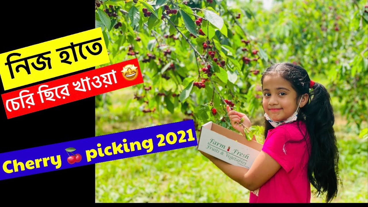 Cherry picking॥ Cherry picking in New York 2021॥Cherry harvest ॥family