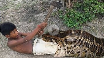 Primitive Technology: Simple DIY Python Snake Trap Using real hand That Work 100%