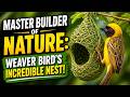 “Master Builder of Nature: Weaver Bird’s Incredible Nest!”