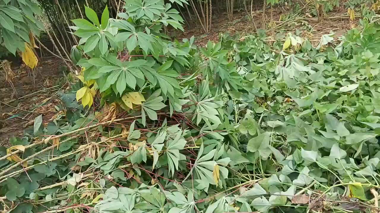 Answered Prayer 150sqm farm lot