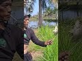Strike babon Nila #mancing #fishing #strike #ikannila #shorts