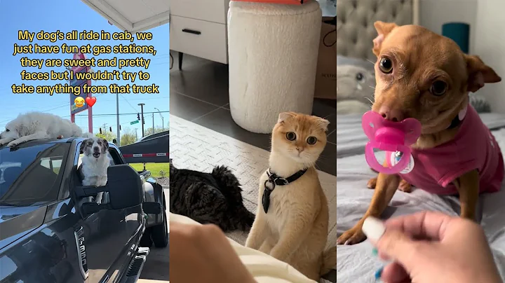 Video 6076111: furry funnies, funny cats dogs