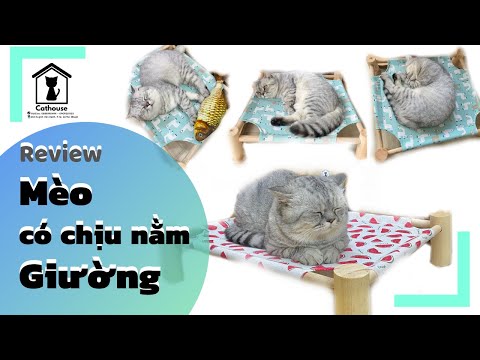 Video: Giường Chỉnh Hình Cho Mèo Cao Cấp