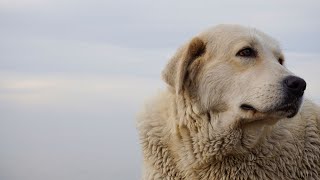 Golden Retriever Behavior Explained - Understand Your Pup