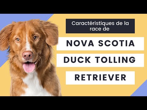 Vidéo: Nova Scotia Duck Tolling Retriever Race De Chien Hypoallergénique, Santé Et Durée De Vie