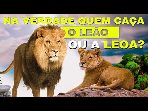Vídeo: O que a leoa come?