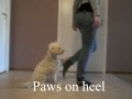 Dog tricks II