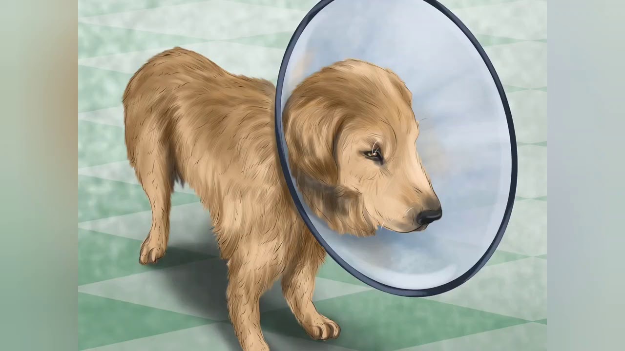 Your dogs have a Slipped Disc? Check this out! YouTube