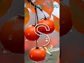 S... status 💞 RSP EDITING ❤️#whatsapp #story #video #4k #2m 🌹#latterlife #shorts #couplestatus