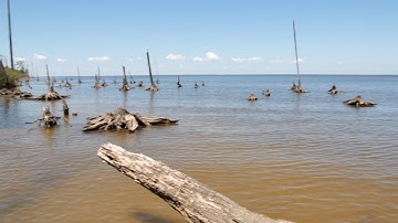 NC State Researchers Study ‘Ghost Forests,’ the Coastal Forests Being Swallowed by Rising Seas