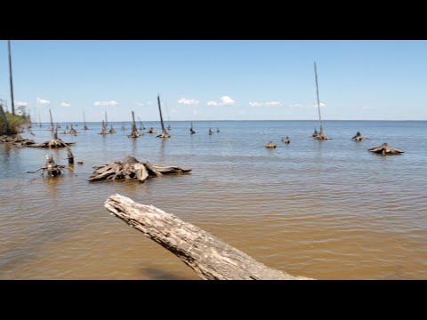 NC State Researchers Study ‘Ghost Forests,’ the Coastal Forests Being Swallowed by Rising Seas