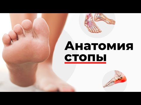 Видео: Сгибательная сетчатка анатомии стопы, функция и схема - Карты тела