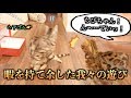 ヘアゴムを投げる掛け声だけで荒ぶる猫たち