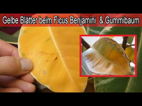 Gummibaum & Ficus Benjamini bekommen gelbe Blätter – Ursache und Lösung  Pflegetipps - YouTube
