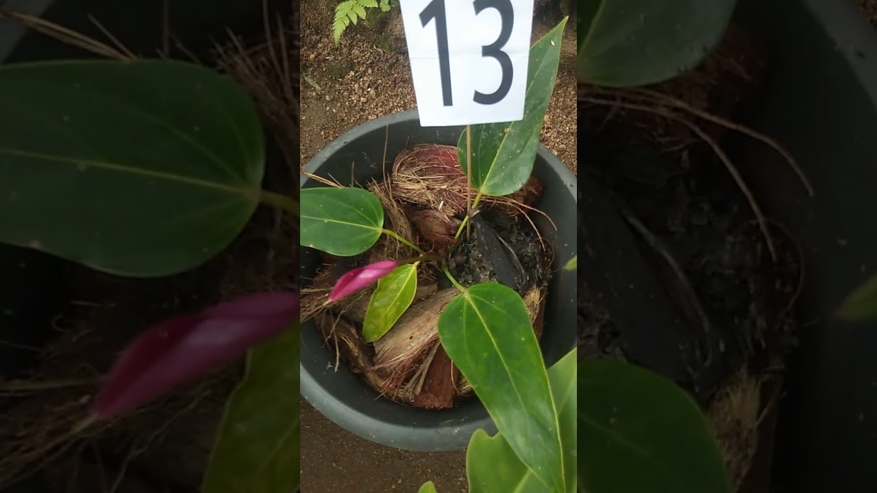 🌷මල් සේල්🌷අැන්තූරියම් මල් එක්කම, අදත් එන්න, sale 24✨ what's app 0713609685 message or call 