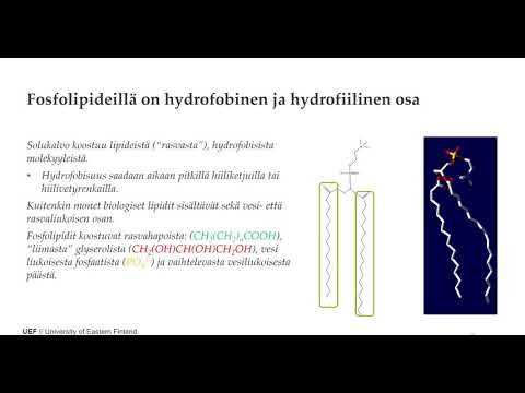 Video: Mikä On Entropia? - Vaihtoehtoinen Näkymä