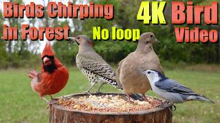 Birds Singing in the Woods, CatTV, Relaxing Sound for Separation Anxiety, DogTV
