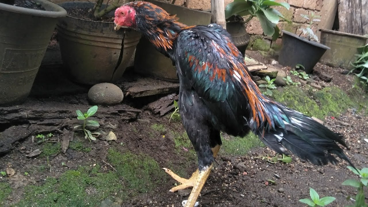 peternak ayam bangkok pagaralam 