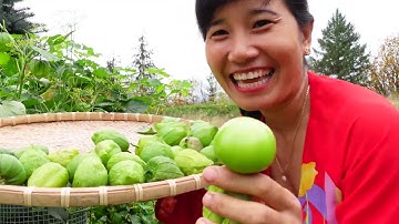 THU HOẠCH VÀ ĂN QUẢ THÙ LÙ,CÀ RỐT, CÀ CHUA, BÍ ĐỎ, BÍ PUMPKIN, ỚT CAY,