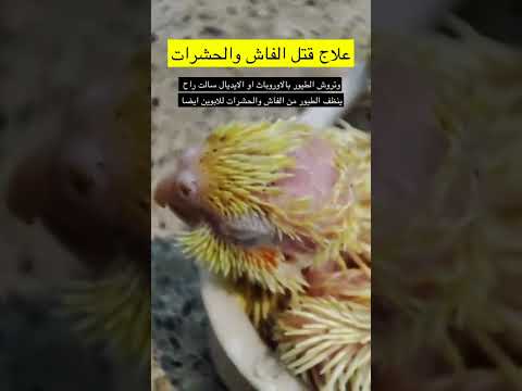 الفاش وخطره على الطيور وطريقة التخلص منه طيور بيطره ابوخالدطيور