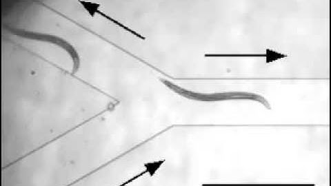 High-Throughput, Motility-Based Sorter for Microswimmers such as C. elegans