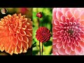 Flower blooming time lapse video |sue's videos