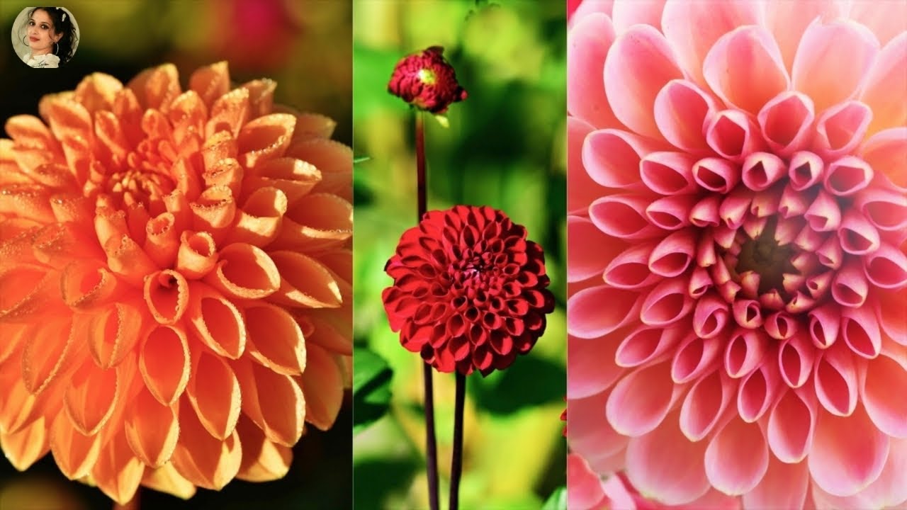 Flower blooming time lapse video sue's videos YouTube