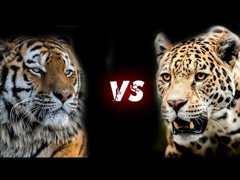 ТИГР против ЯГУАРА ! КТО СИЛЬНЕЕ ?
