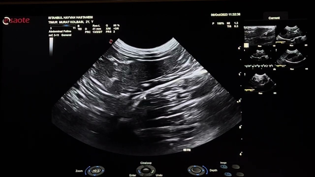 Corona virüslü bir kedi'de abdomen USG değerlendirmesi