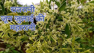 Raatrani plant रात की रानी पौधे को लगाएं, Fragrant Night Blooming Jasmine