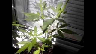 Blue Skunk Update #14 & a question...