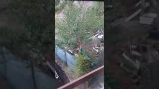 Oso en Orallo