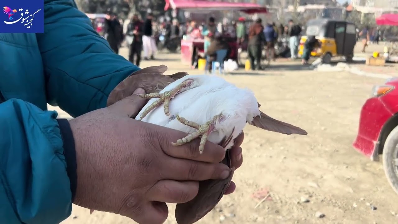 اولین ویدیو از اولین بازار جدید کافروشی کابل که انتقال کرده به چمن حضوری کابل .