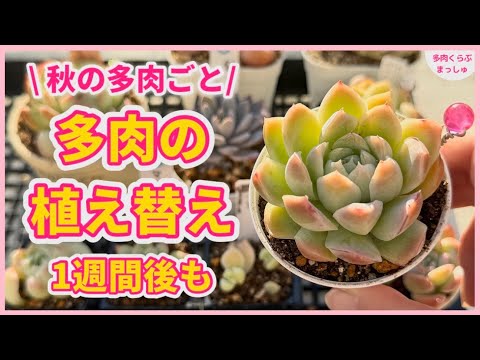 多肉植物】4通りの方法で植え替えて1ヶ月…根・葉はどうなった？ - YouTube