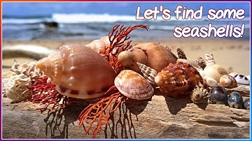 Finding Seashells at Low Tide | Beach Combing After Heavy Rain