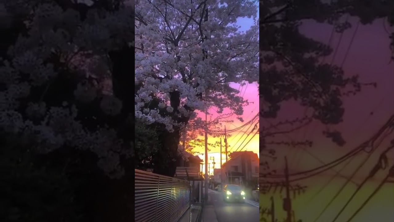 “Unreal Beauty of Japan | Scenic Short Video”