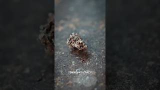 Jamaican ZOMBIE Ant Infected with Cordyceps!? 🐜