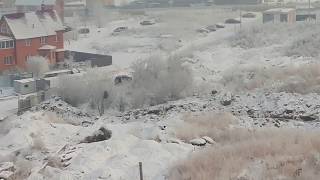 Жизнь собачьей стаи - сразу две свадьбы - 2018-12-07 - 11:00 Жизнь собачьей стаи - сразу две свадьбы - 2018-12-07 - 11:00
