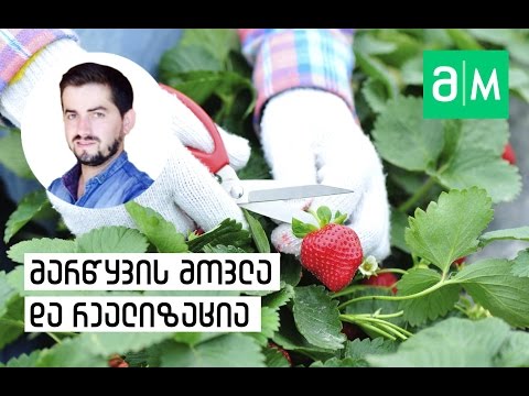 მარწყვის მოვლა და რეალიზაცია