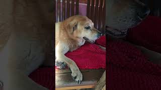 old Mongrel Tan dog in hot weather, May 2026 老唐狗在熱天氣,努力呼吸 #dog #狗 #唐狗 #mongrel #hot #olddog #breath