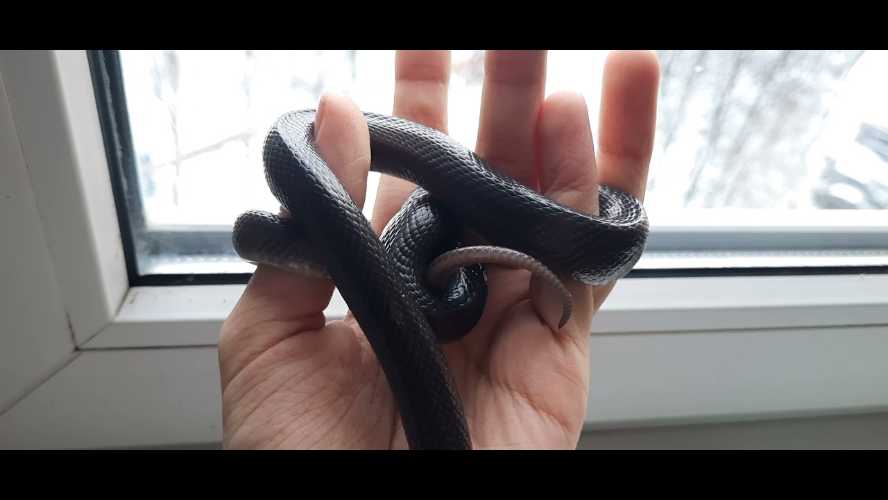 чёрная африканская домовая змея самка на продажу