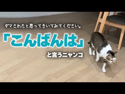 こんばんはと言うニャンコ｜PECO